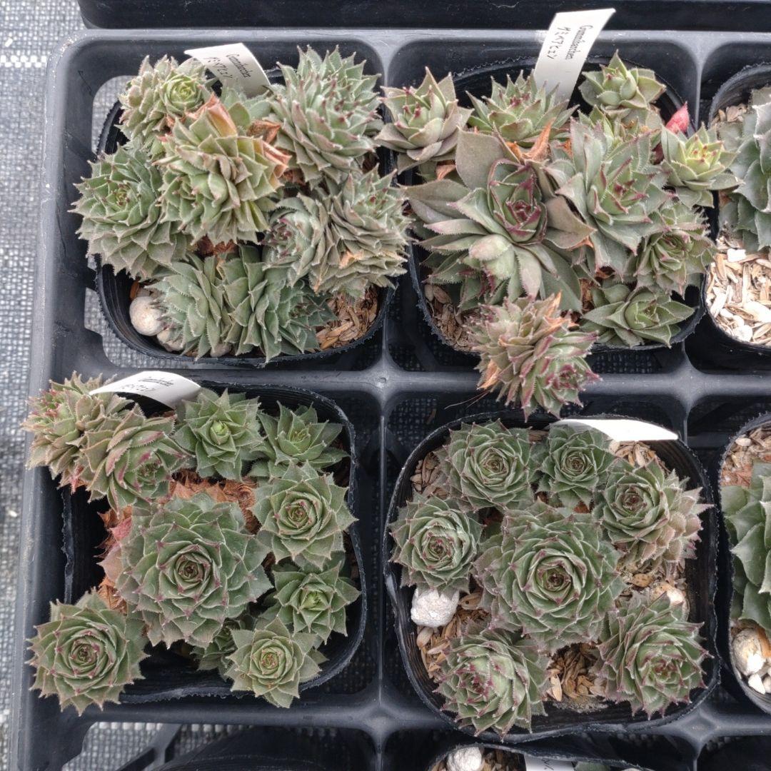 1ポット410円〜 センペルビウム26年1月 その6