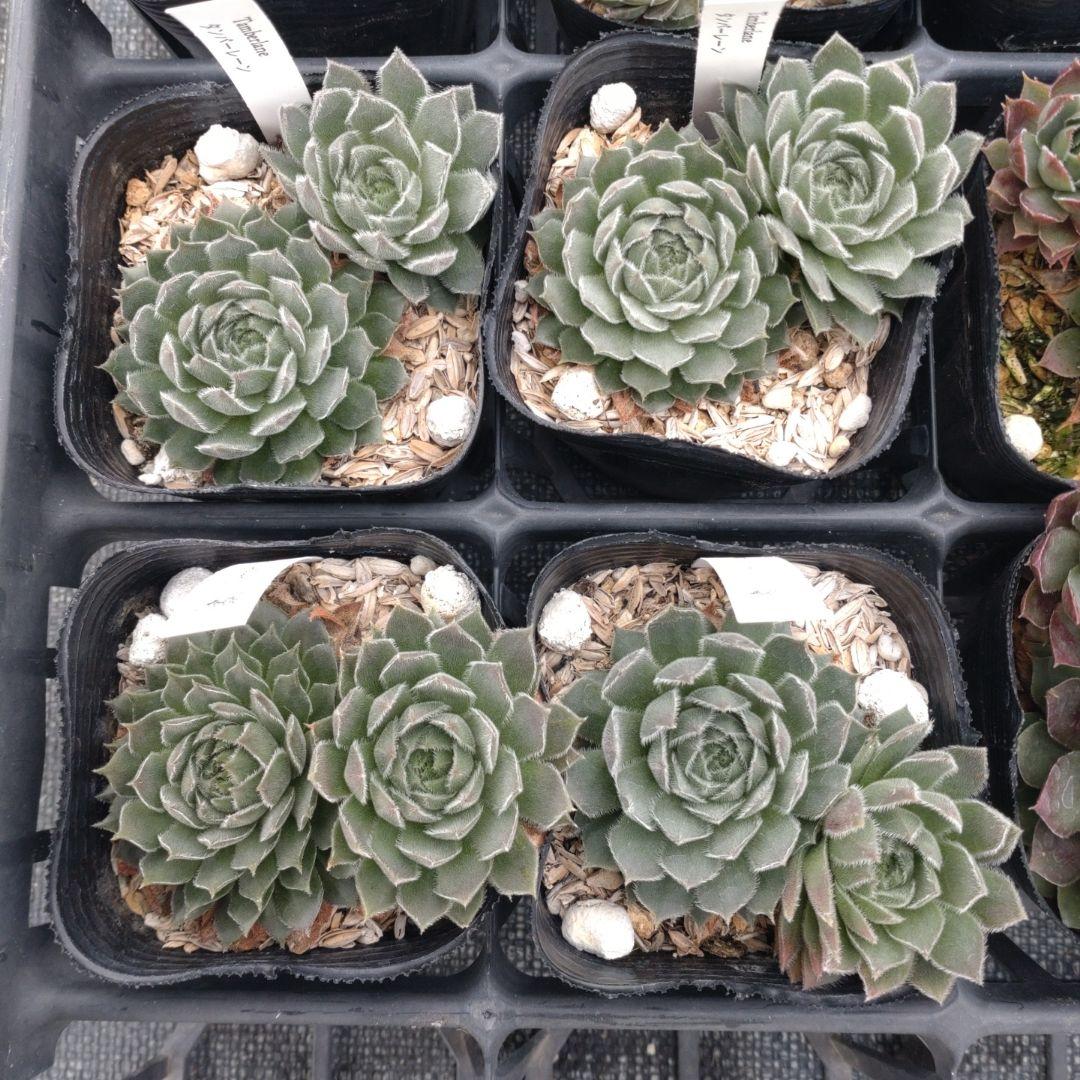 1ポット410円〜 センペルビウム26年1月 その6