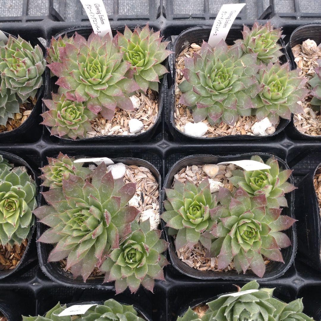 1ポット410円〜 センペルビウム26年1月 その6