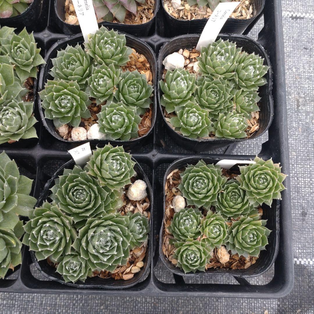 1ポット410円〜 センペルビウム26年1月 その6