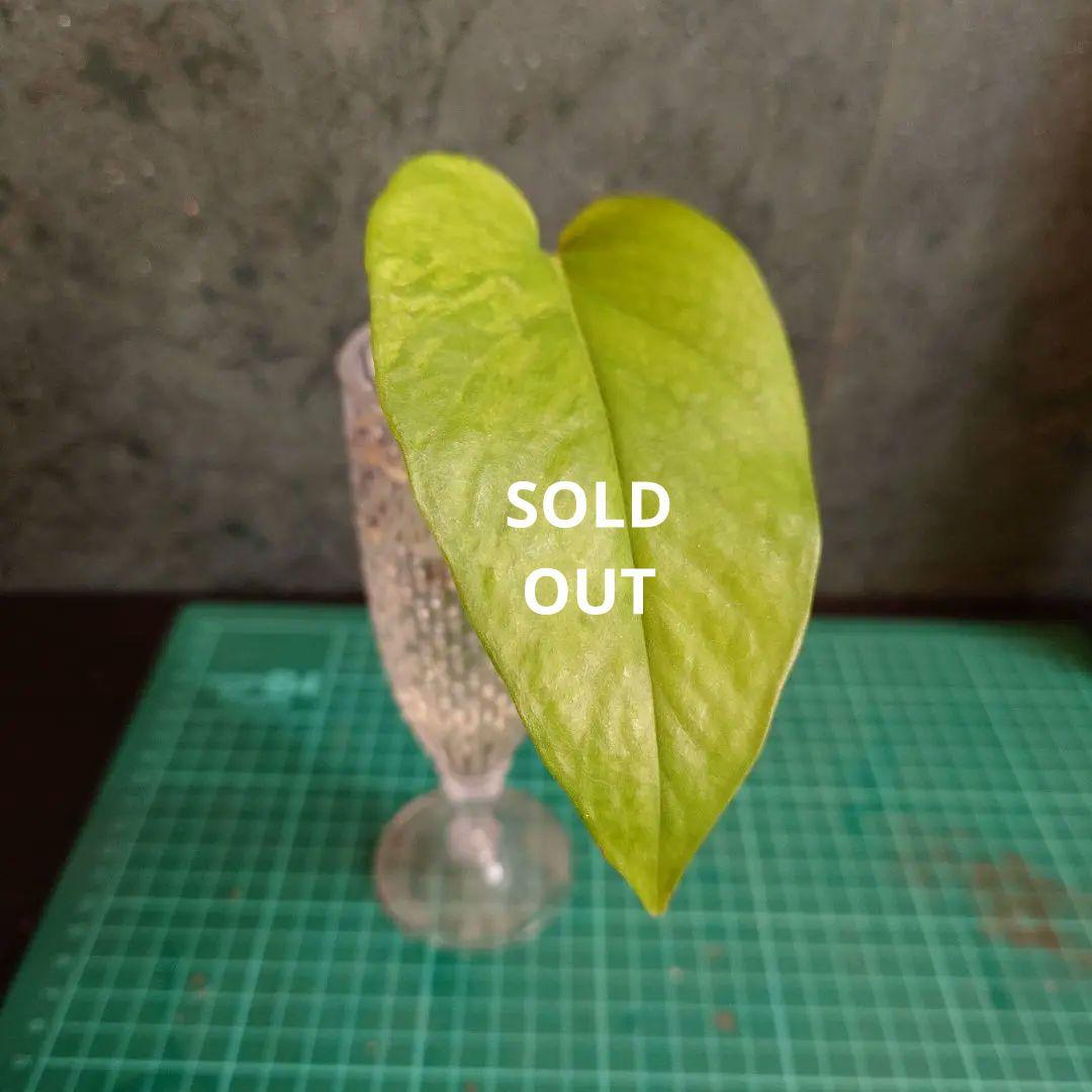 ポトステルノランコントル　カット発根済み 1葉っぱサイズ約13cm　1