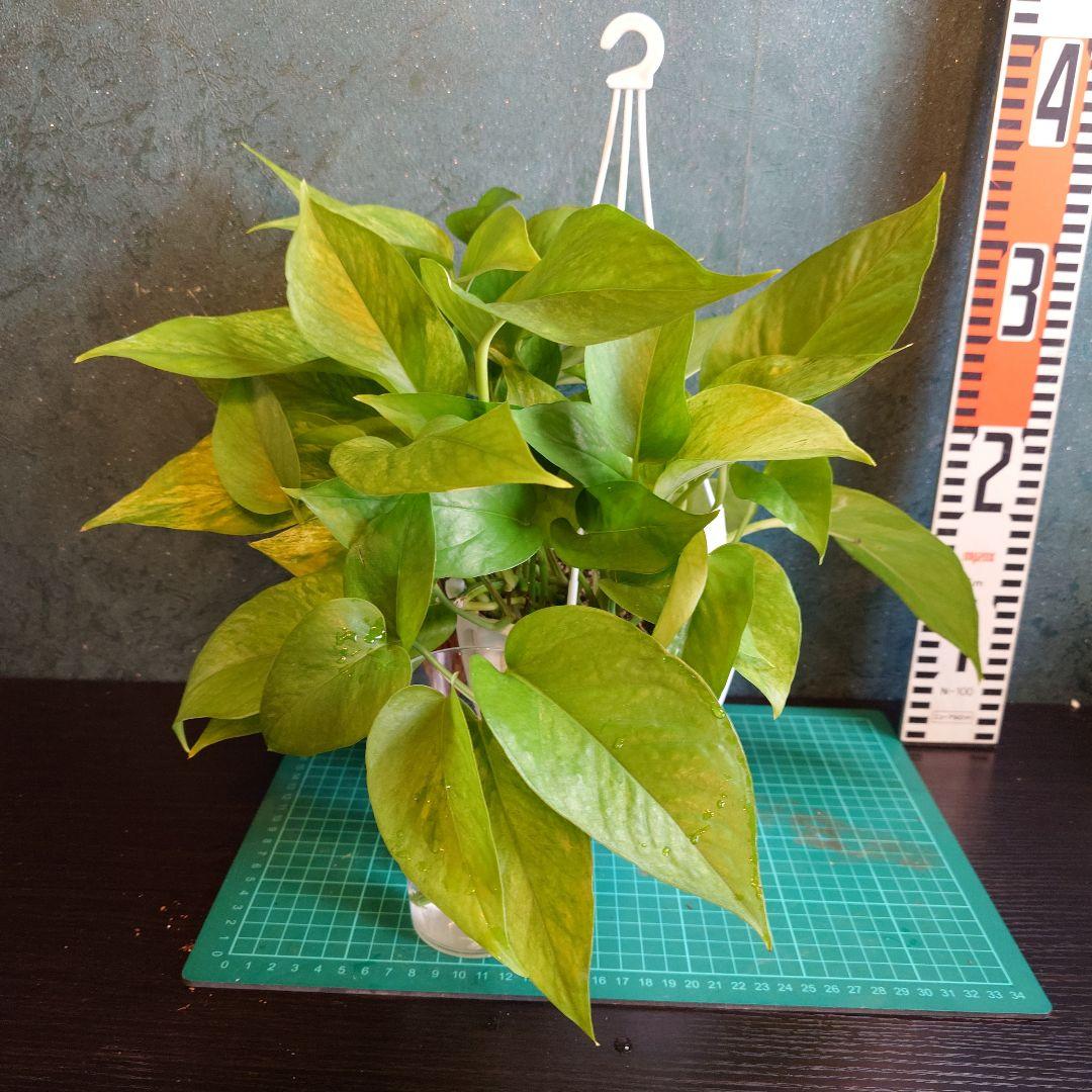 ポトステルノランコントル　カット発根済み 1葉っぱサイズ約13cm　1