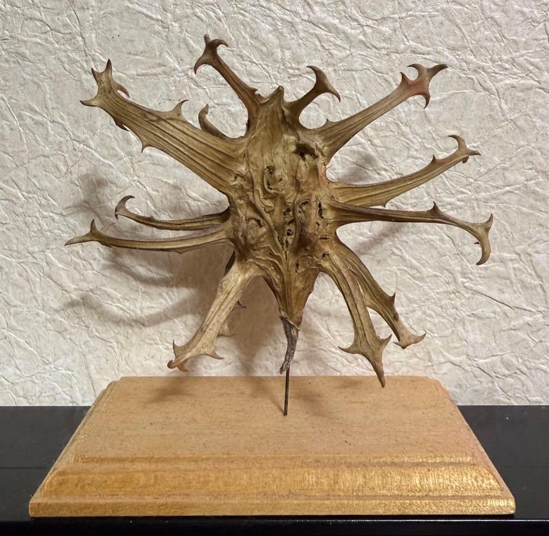 ライオンゴロシ　Harpagophytum procumbens