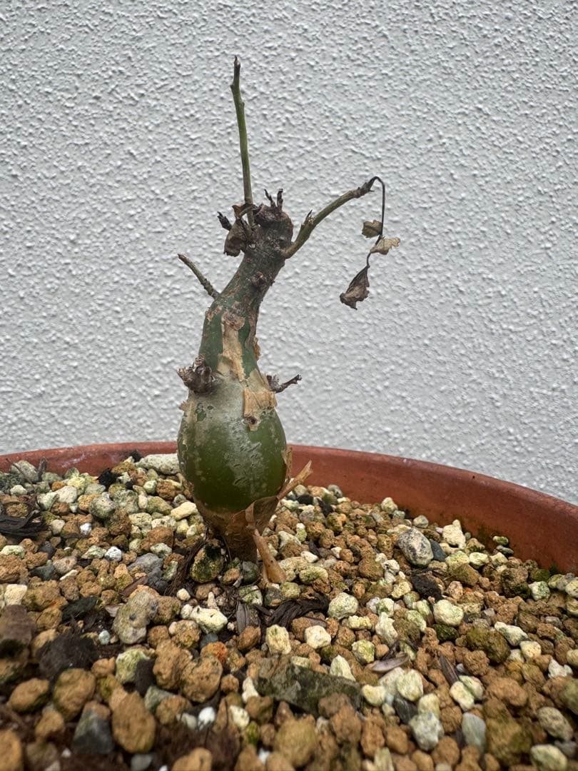 ブルセラファガロイデス