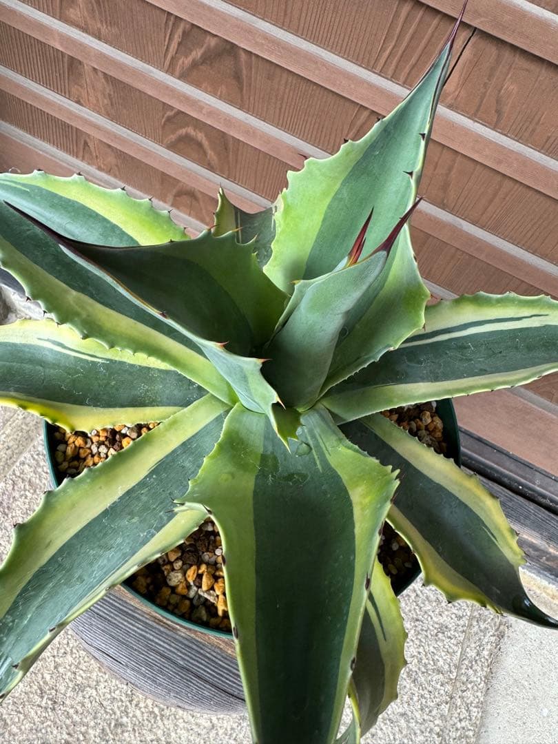アガベ Agave ovatifolia variegated 'ORCA' 145