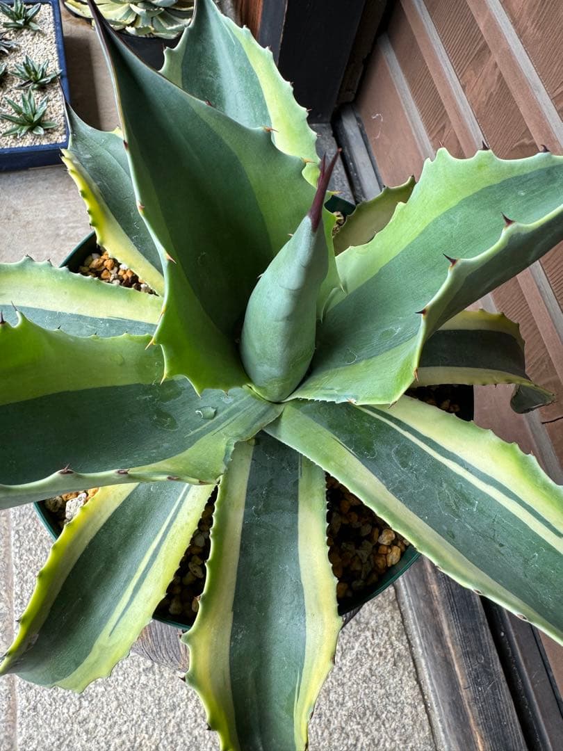 アガベ Agave ovatifolia variegated 'ORCA' 145