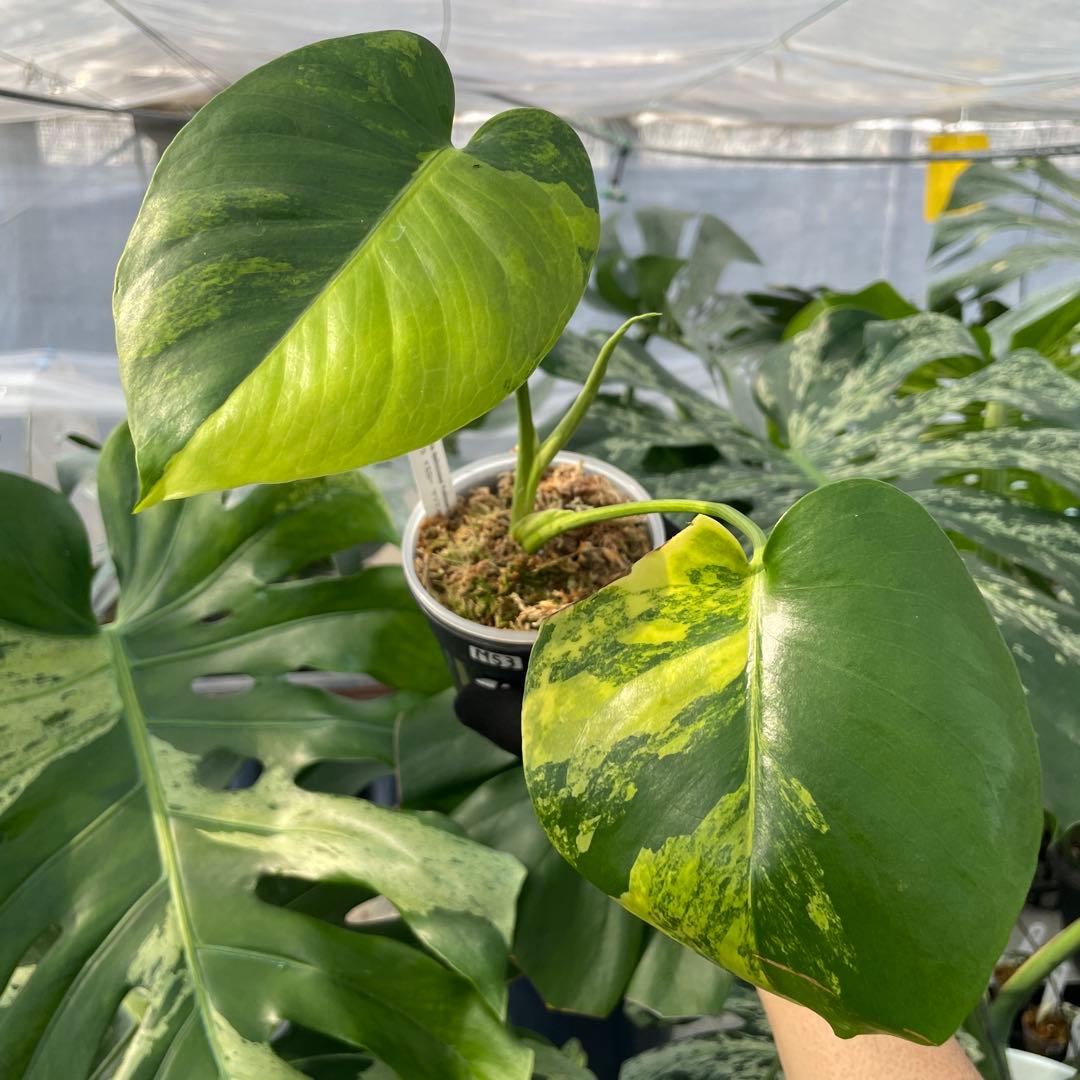MS3 モンステラ　イエローマリリン　黄斑入り