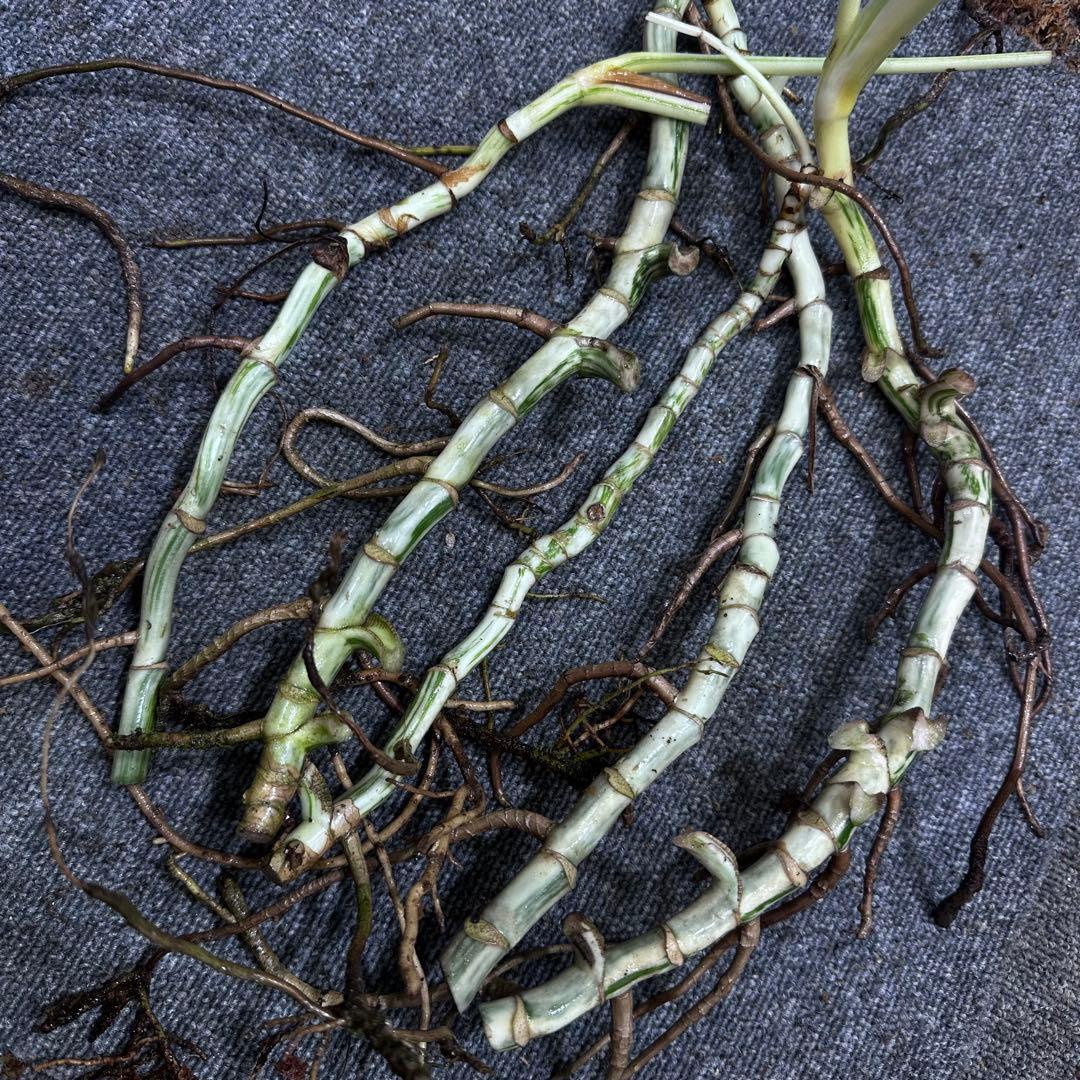 x*x様 斑入りモンステラホワイトタイガー茎5株おまとめ