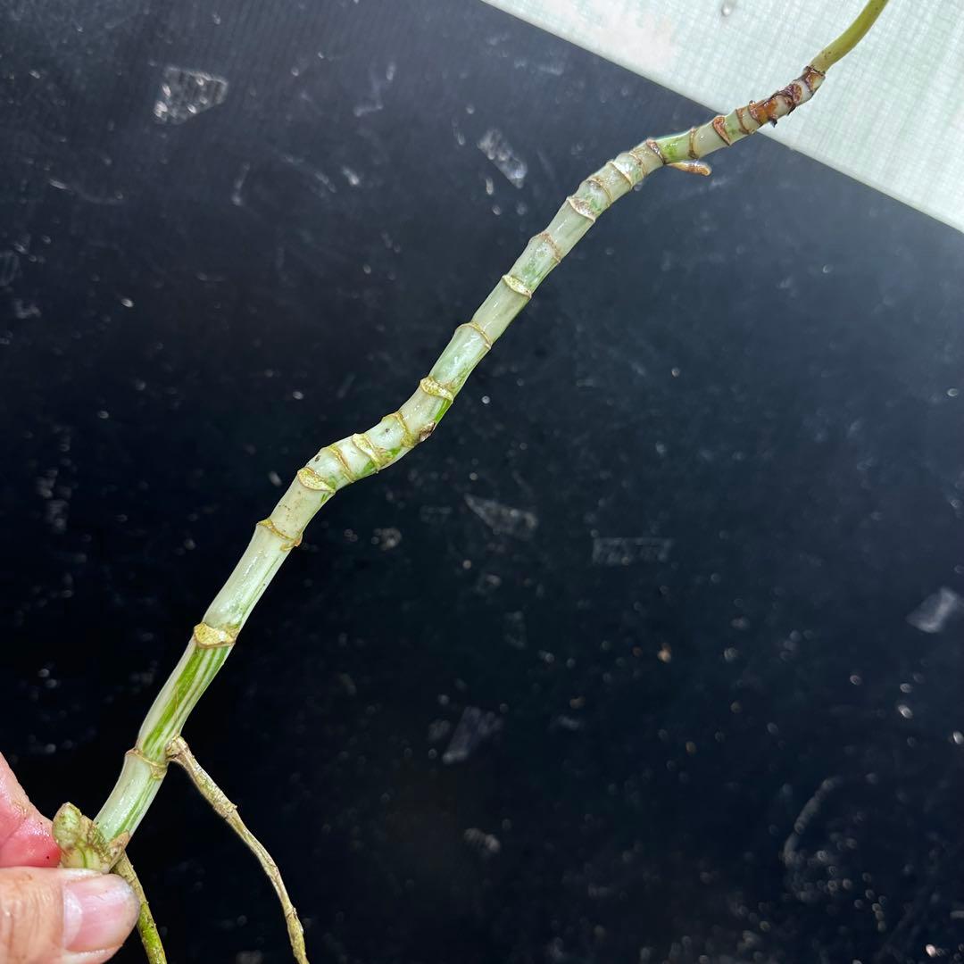 x*x様 斑入りモンステラホワイトタイガー茎5株おまとめ