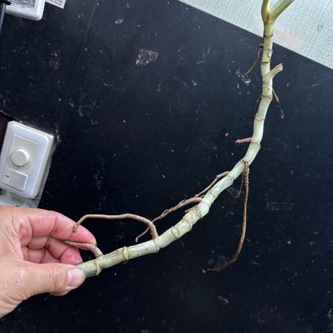 x*x様 斑入りモンステラホワイトタイガー茎5株おまとめ