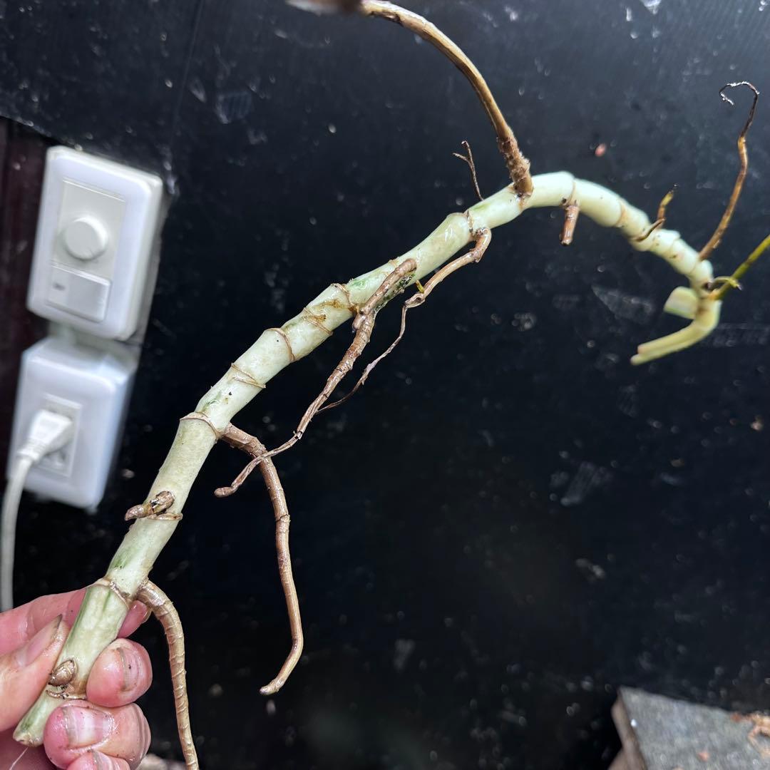 x*x様 斑入りモンステラホワイトタイガー茎5株おまとめ