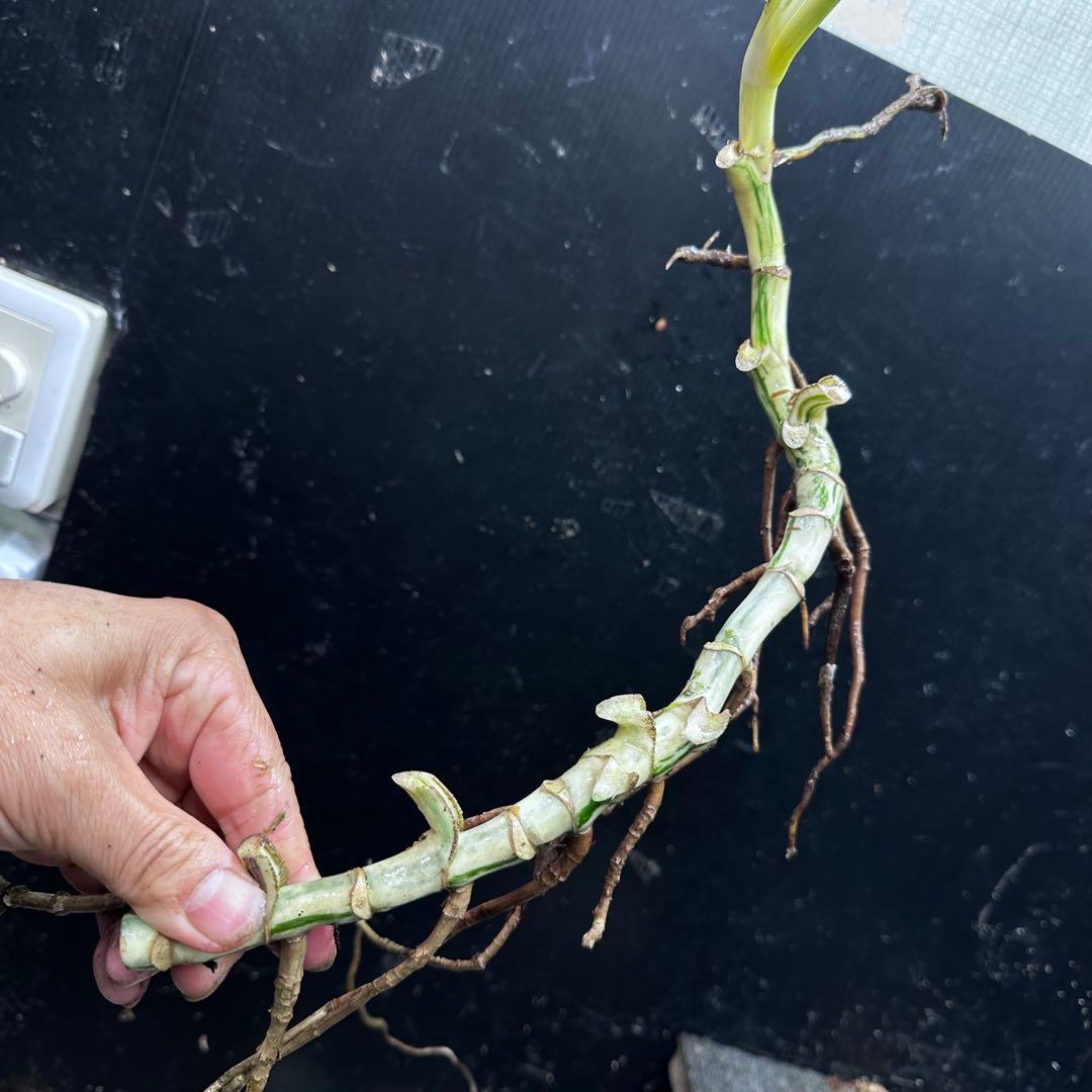 x*x様 斑入りモンステラホワイトタイガー茎5株おまとめ