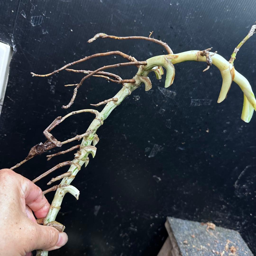 x*x様 斑入りモンステラホワイトタイガー茎5株おまとめ