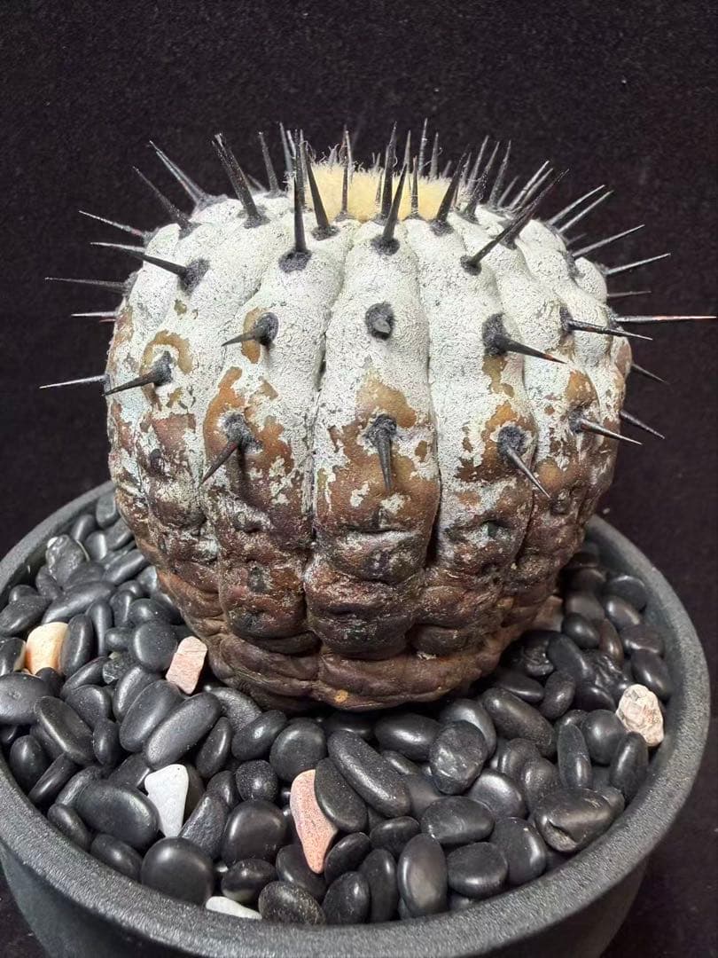 限定発売 コピアポア　黒王丸　Copiapoa cinerea手作り樹脂粘土ク