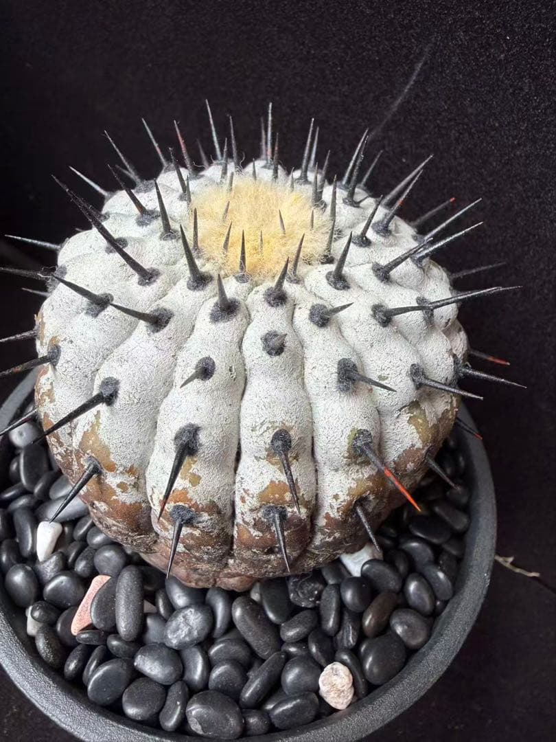限定発売 コピアポア　黒王丸　Copiapoa cinerea手作り樹脂粘土ク
