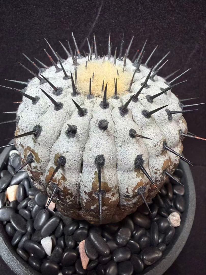 限定発売 コピアポア　黒王丸　Copiapoa cinerea手作り樹脂粘土ク