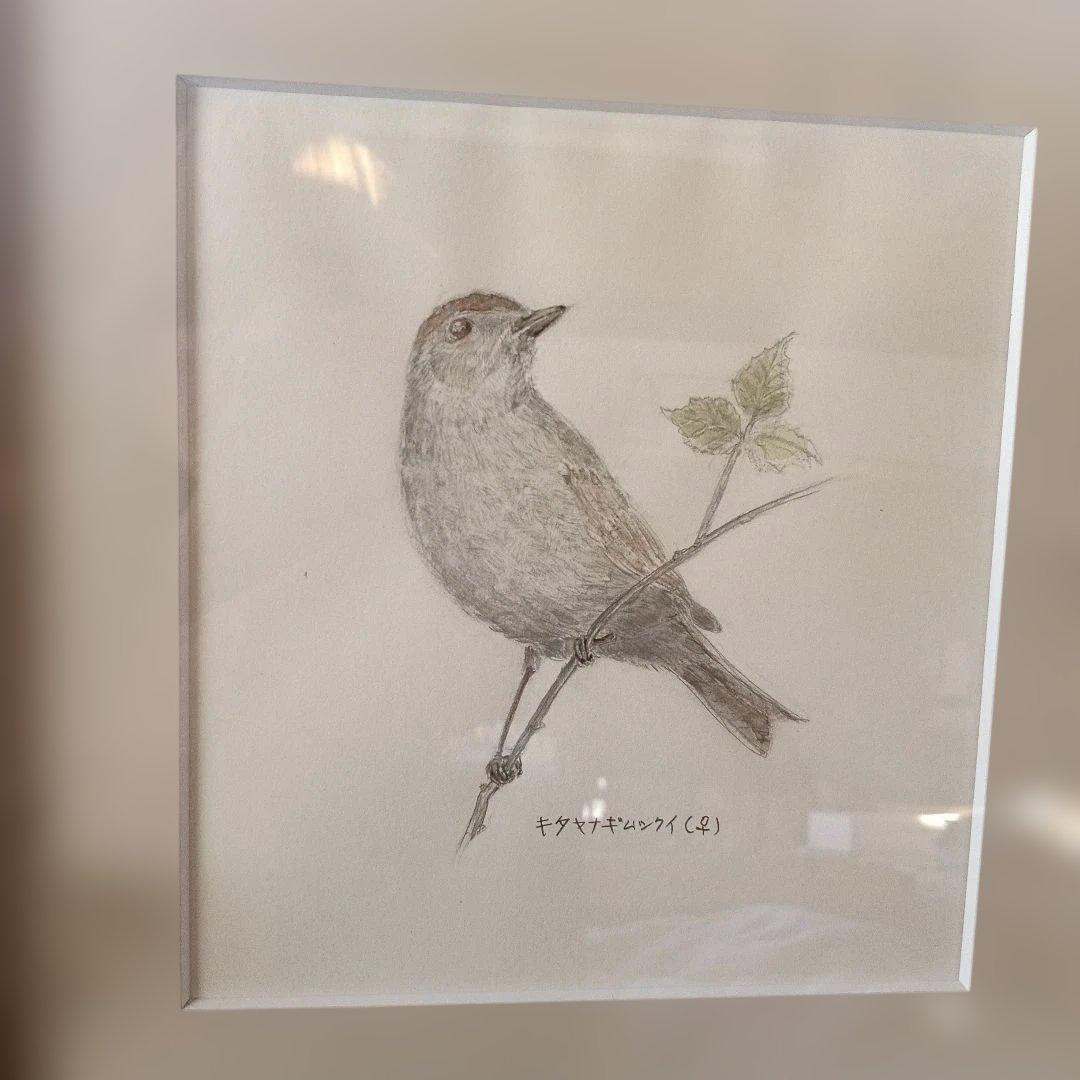 82.北柳ムシクイ鳥の鉛筆画 ５号 サイズ フレーム付き