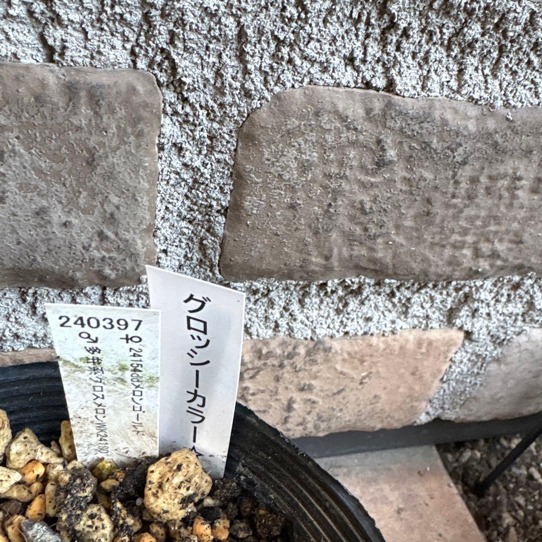 a*a様 クリスマスローズメロンゴールド