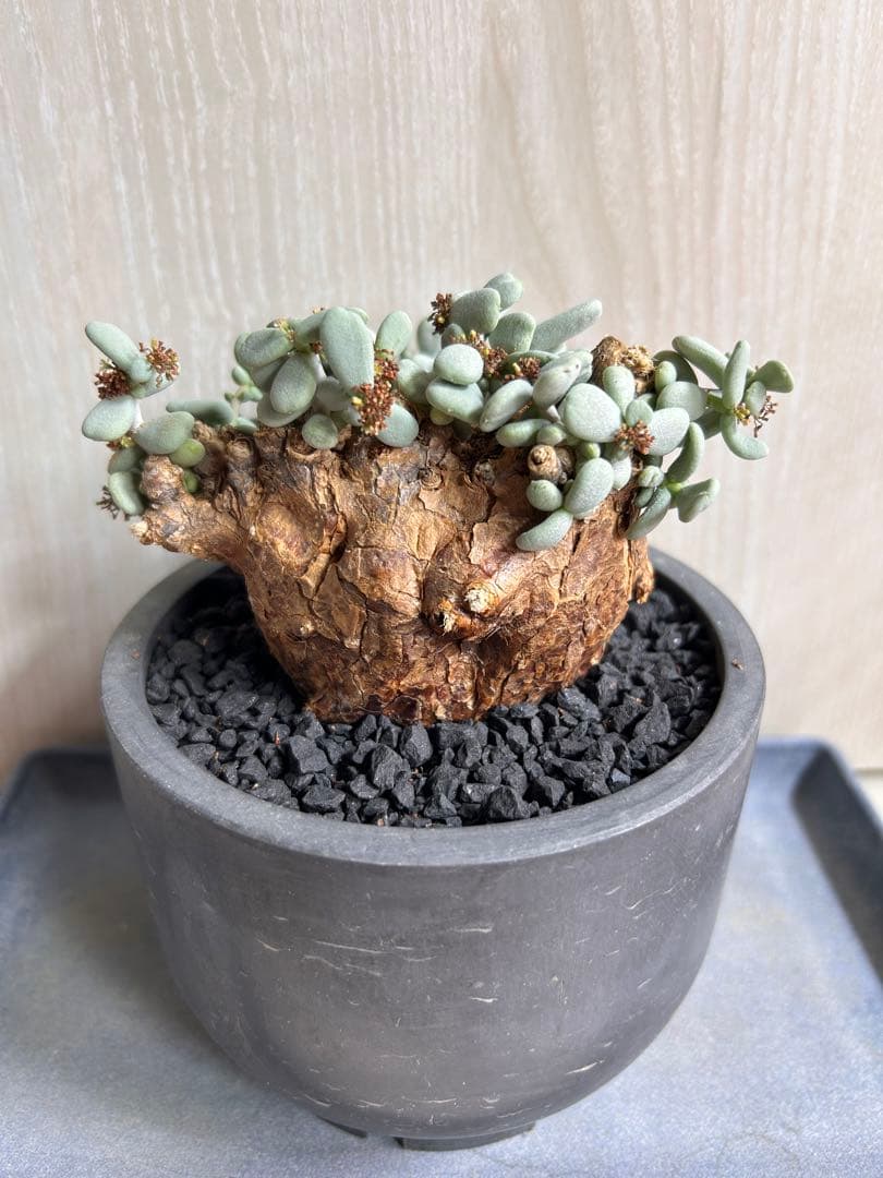 【良型】ケラリア・ピグマエア（現地株、発根済み、雄株）