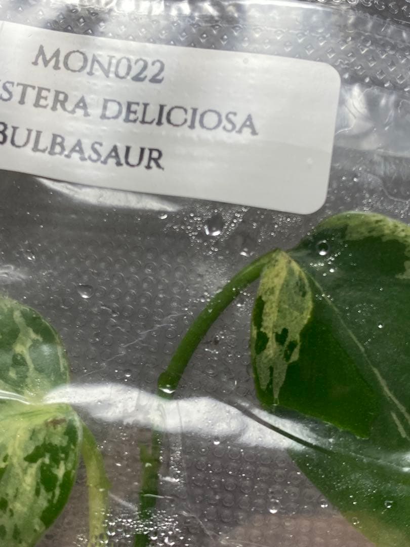 V*a様 【セール‼️】モンステラ　デリシオーサ　バルバソー　フシギダネ/ベトシ