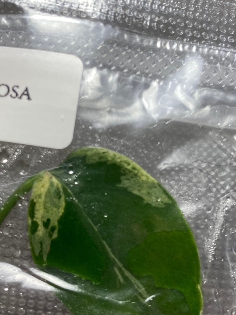 V*a様 【セール‼️】モンステラ　デリシオーサ　バルバソー　フシギダネ/ベトシ