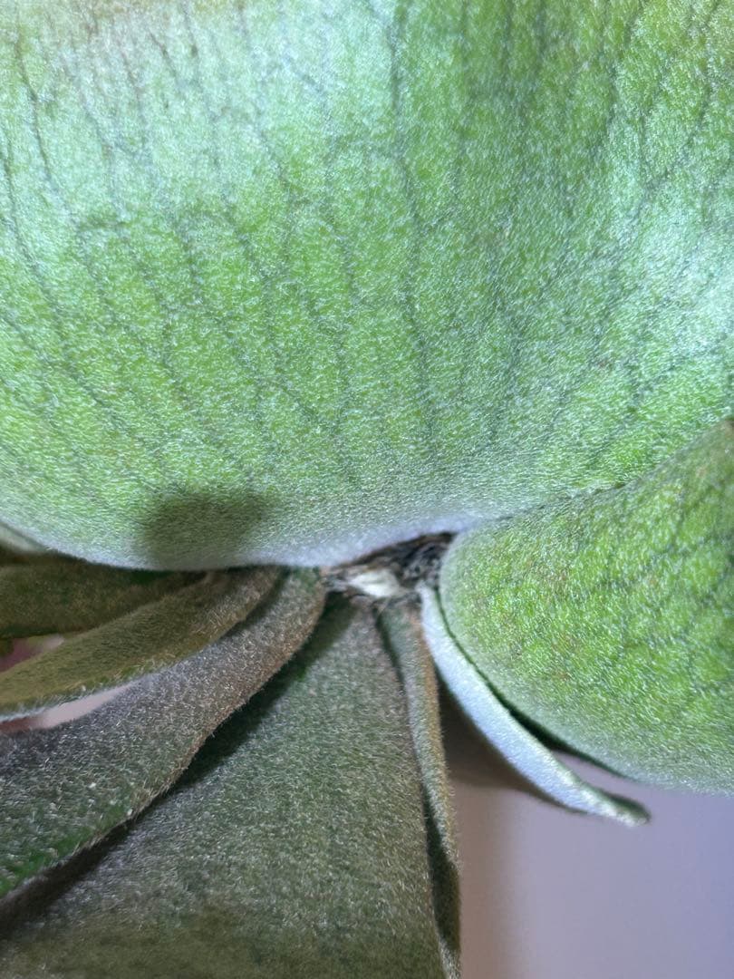 P. Willinckii Nano(spore) 【M-64】