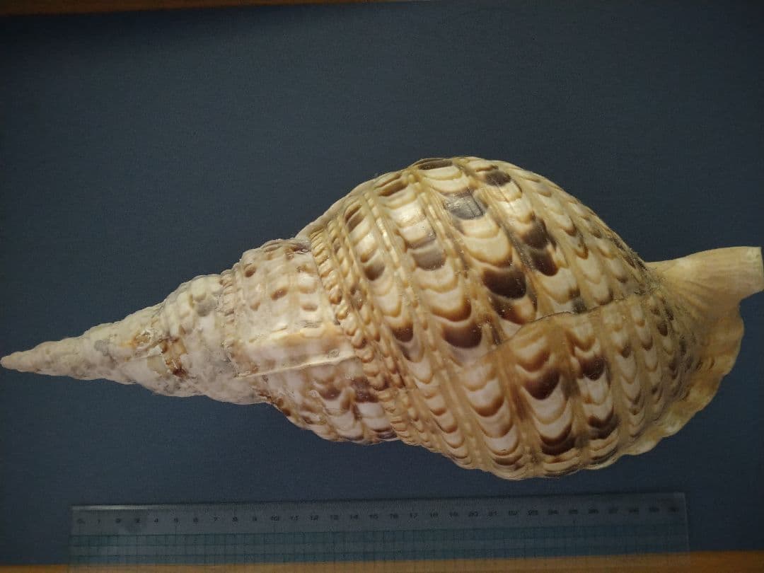 貝殻　ホラガイ　法螺貝　ホラ貝　約35cm