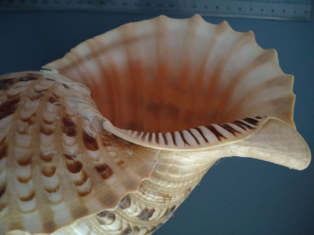 貝殻　ホラガイ　法螺貝　ホラ貝　約35cm