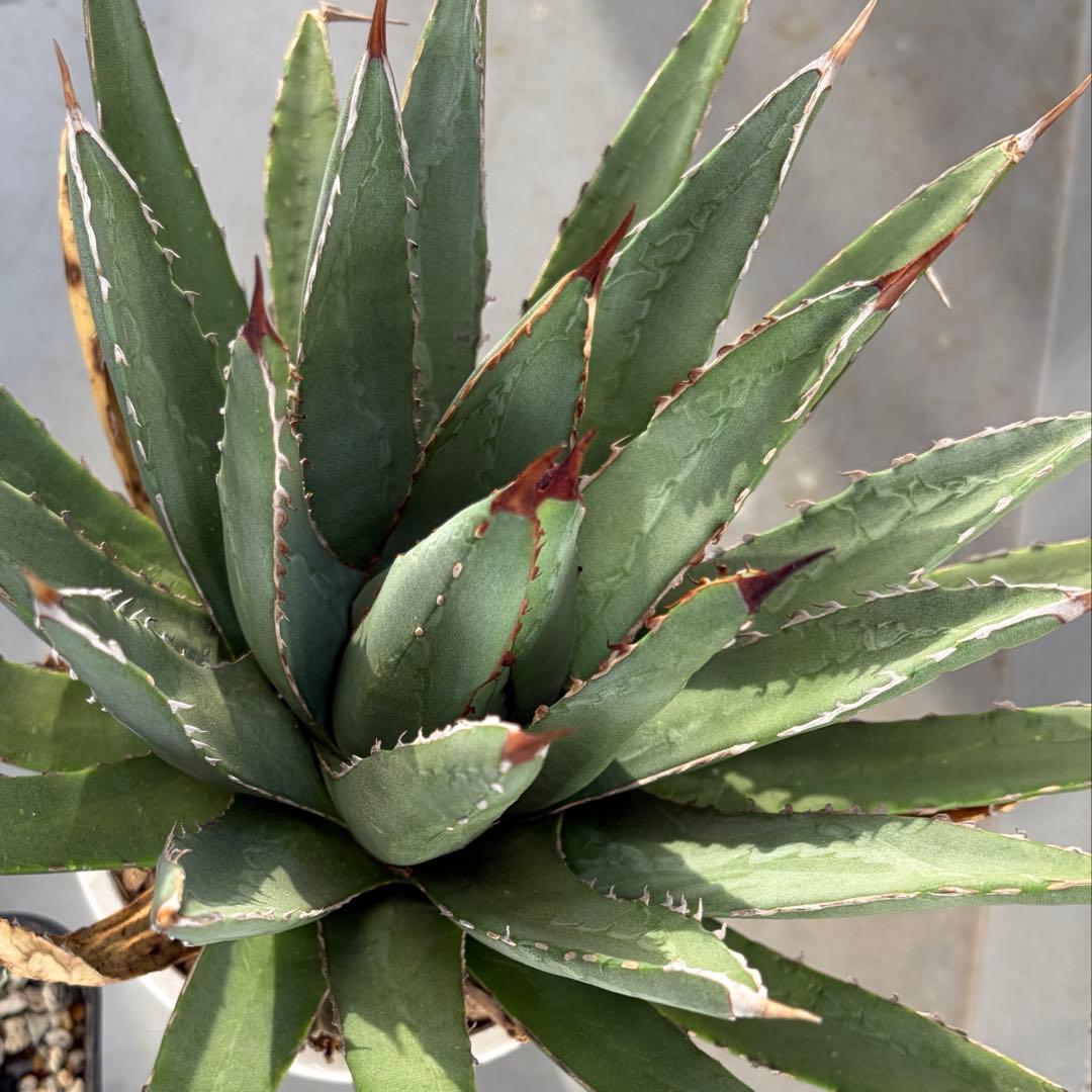 大株 アガベ ハイブリッド ネバデンシス × 笹の雪 ヴィクトリアレジーナ　裏刺