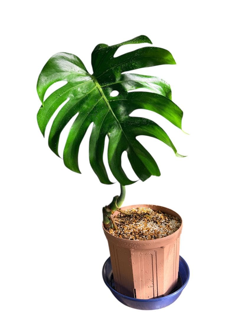 モンステラ 大株 葉30センチオーバー