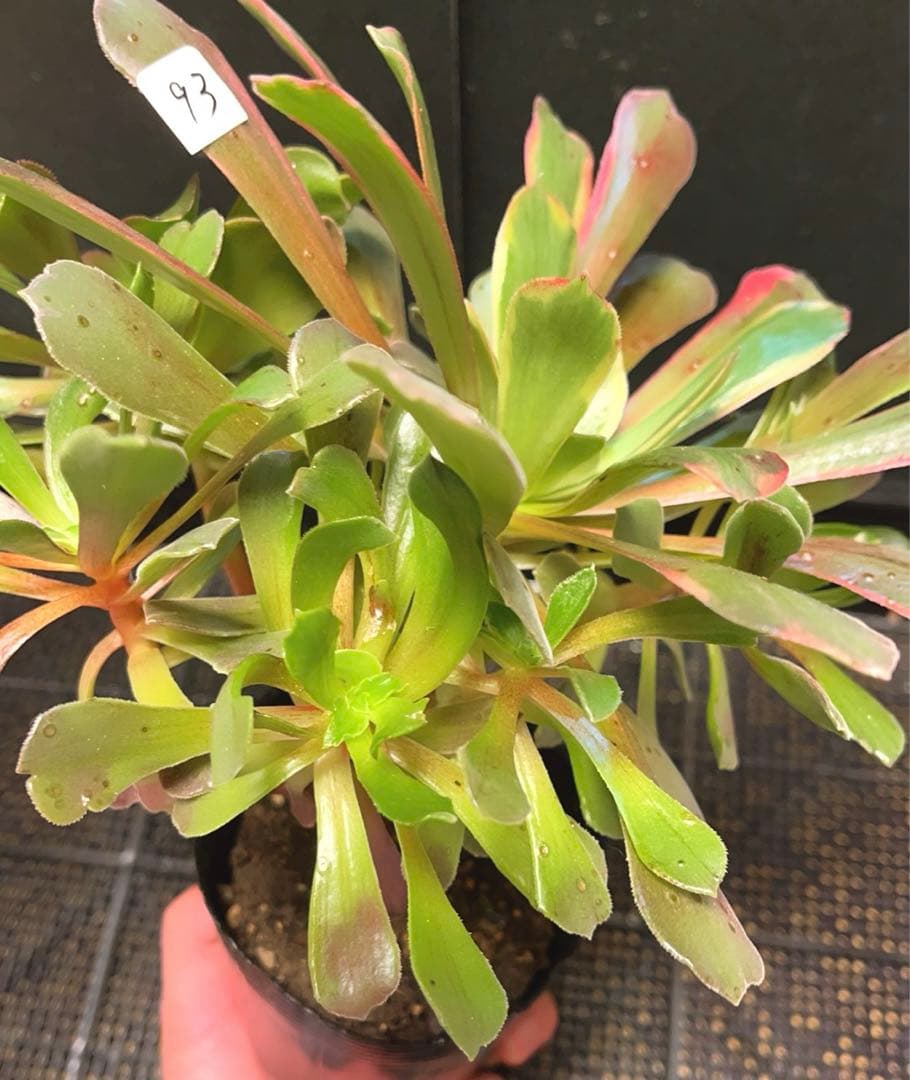 93#多肉植物アエオニウム錦❤️ 赤霞が飛ぶ ❤️1大頭8小頭25cm拔き苗