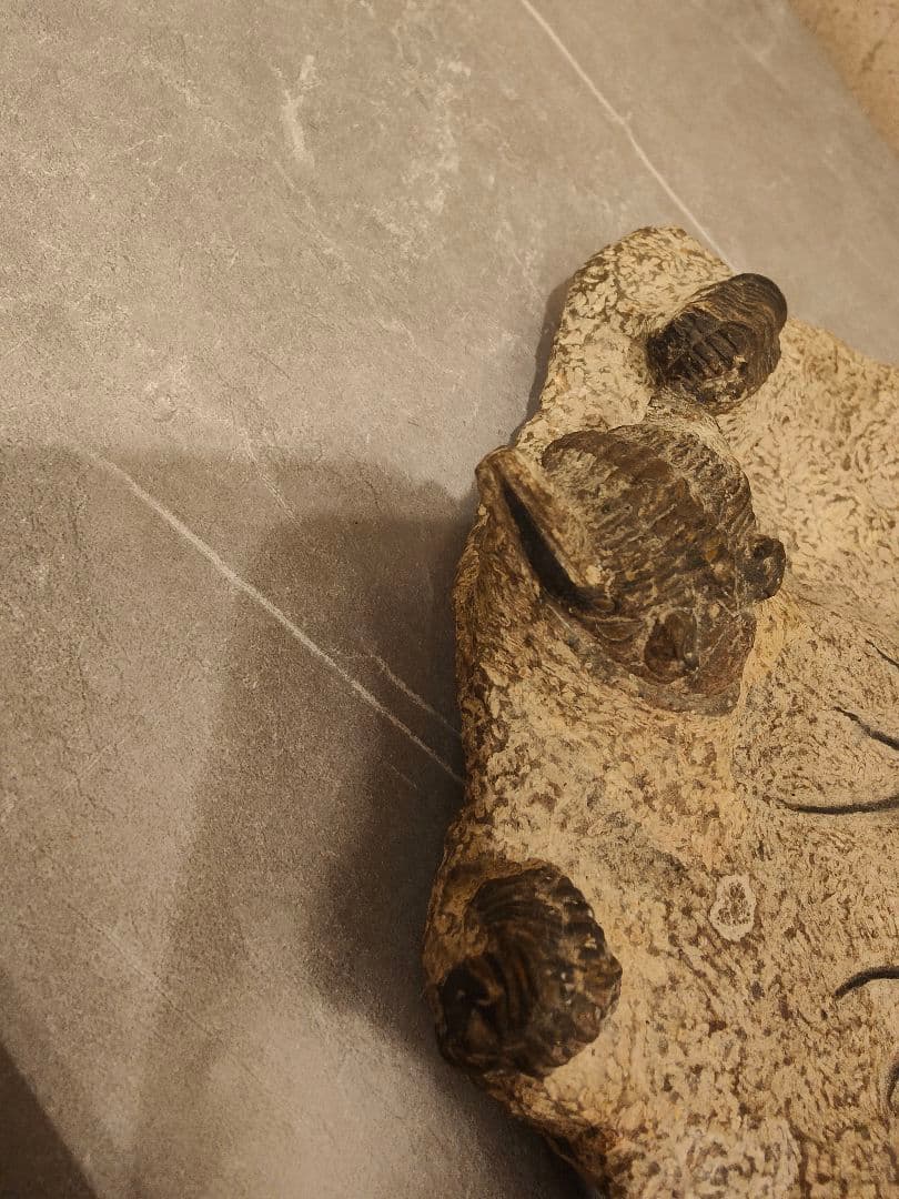 【博物館級・一点物】複数個体が集積した大型 三葉虫の化石 圧倒的存在感