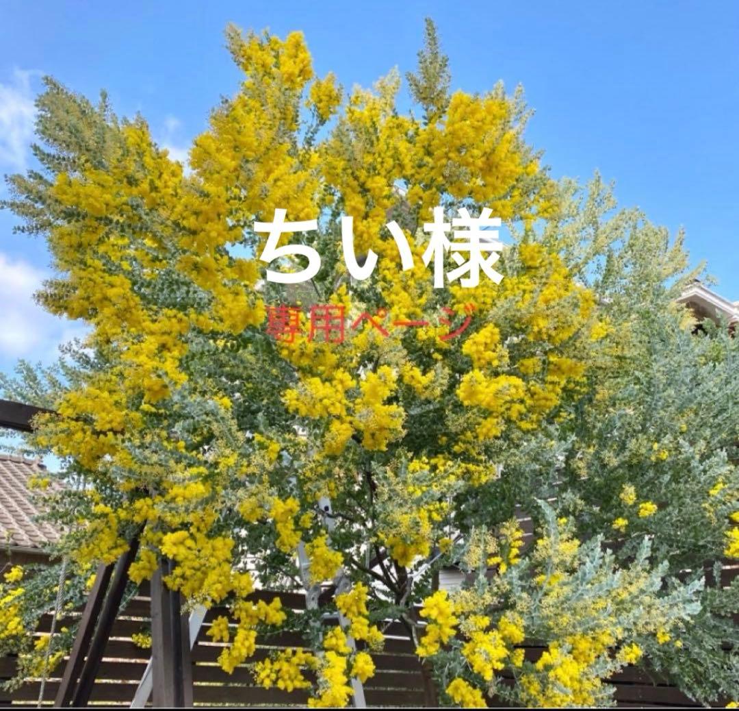 ちいページ　パールアカシア