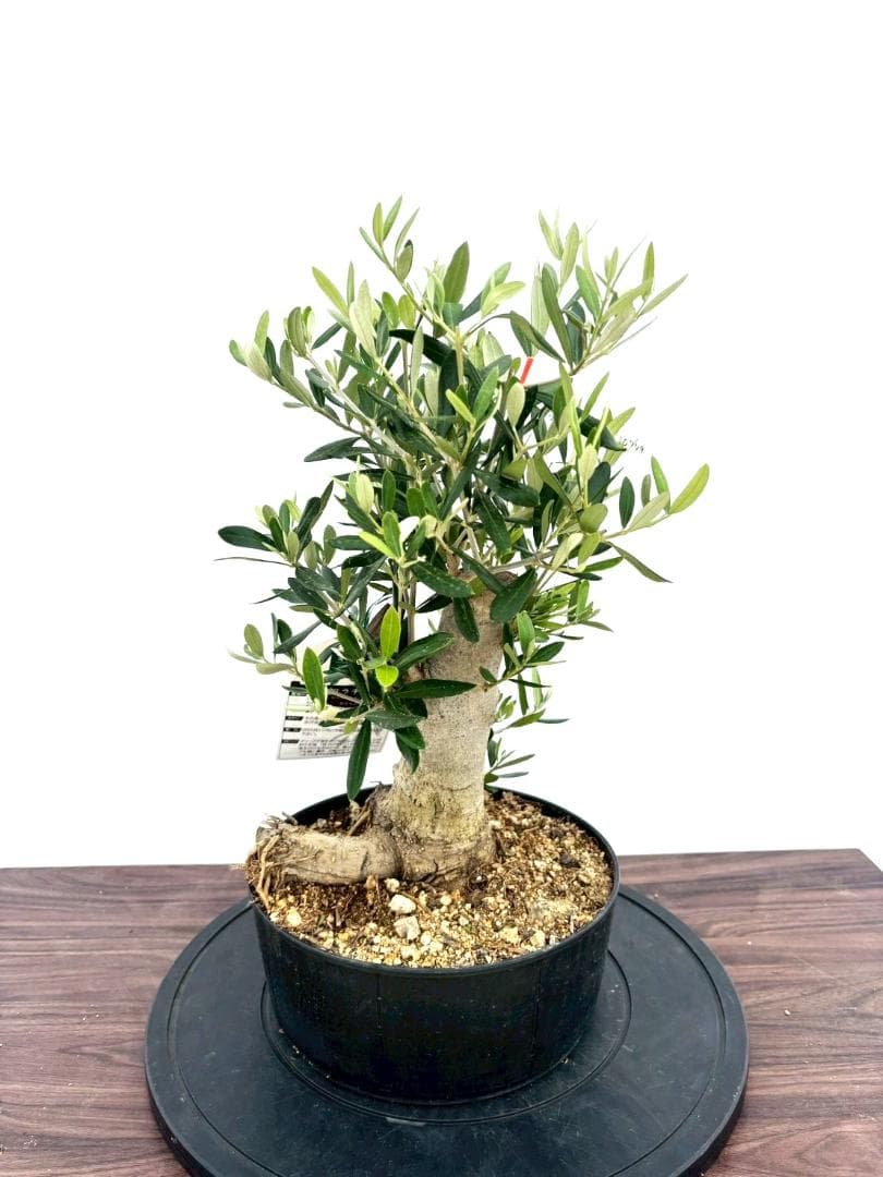 オリーブの木 コラチナ 盆栽風 8号 約50cm 現品販売