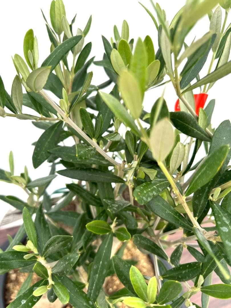 オリーブの木 コラチナ 盆栽風 8号 約50cm 現品販売