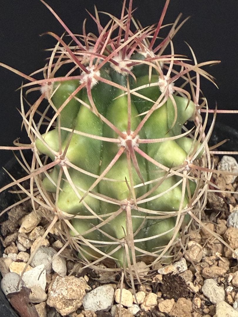 フェロカクタス鯱頭錦◇斑入りサボテン多肉ドライガーデン　アガベ ハオルチア南国