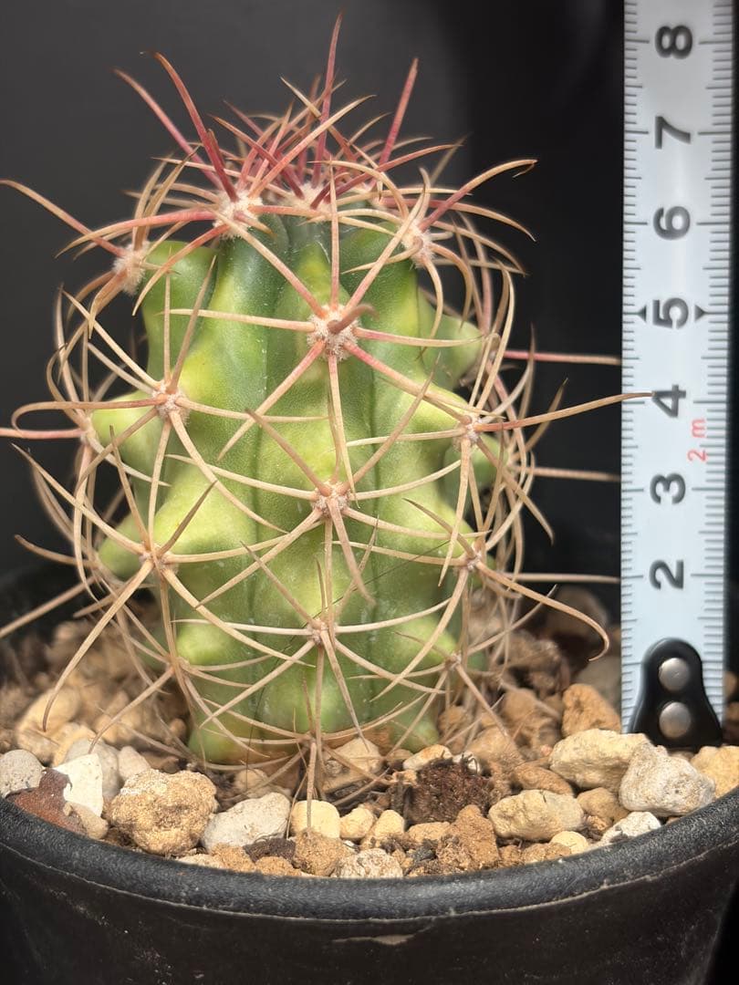 フェロカクタス鯱頭錦◇斑入りサボテン多肉ドライガーデン　アガベ ハオルチア南国