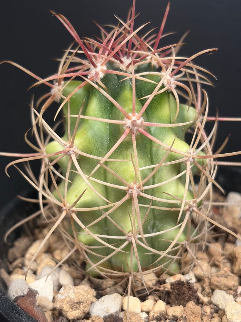 フェロカクタス鯱頭錦◇斑入りサボテン多肉ドライガーデン　アガベ ハオルチア南国