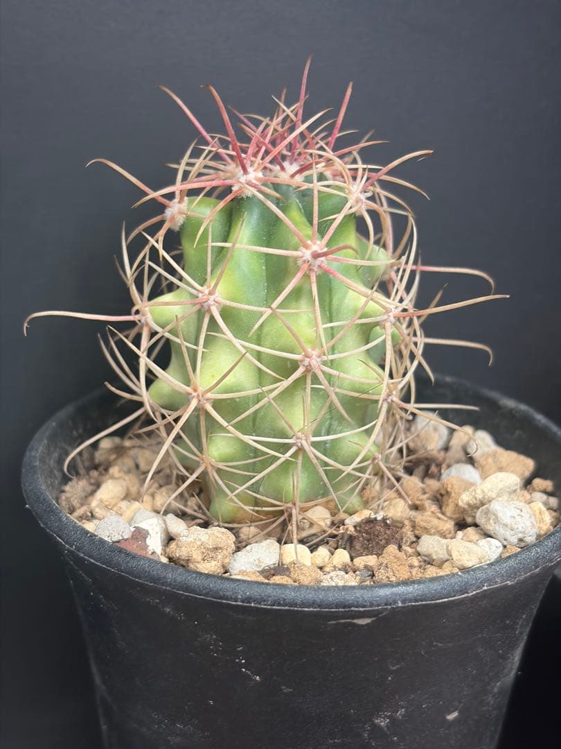 フェロカクタス鯱頭錦◇斑入りサボテン多肉ドライガーデン　アガベ ハオルチア南国