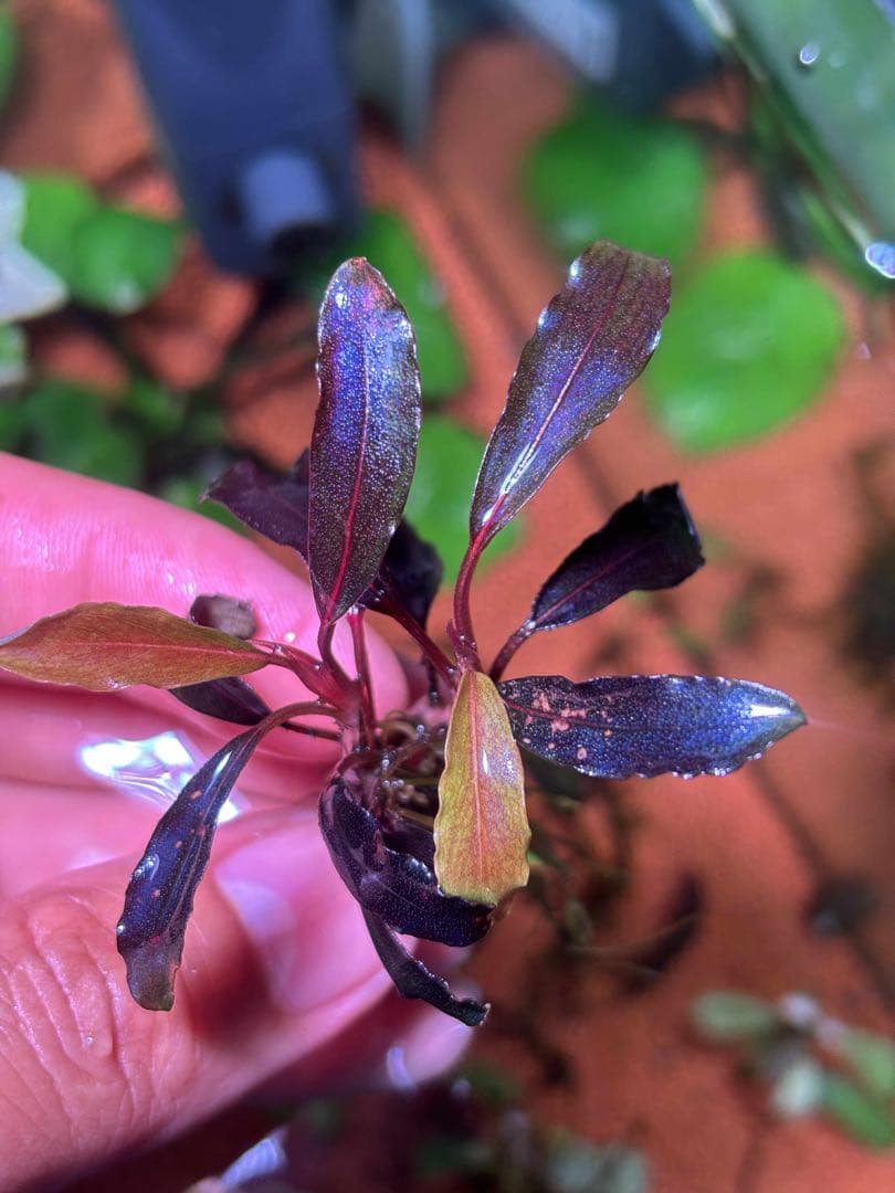 ブセファランドラspゴーストカリマンタン