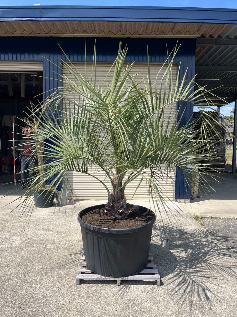 【南国ムード満点】ココスヤシ 高さ約180cm・幹の太さ約30cm！引き取り！