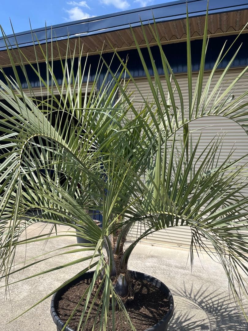 【南国ムード満点】ココスヤシ 高さ約180cm・幹の太さ約30cm！引き取り！