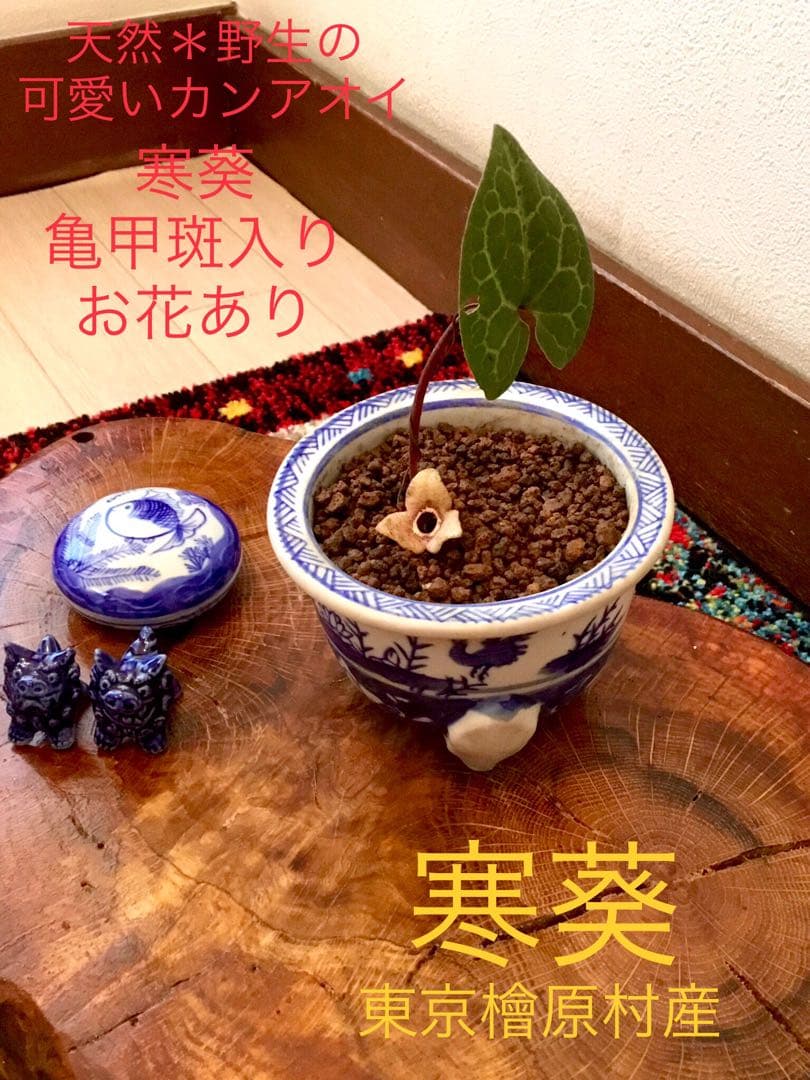 希少【天然野生のカンアオイ＊寒葵＊亀甲斑入り＊ちょこんと可愛いお花付き】山野草