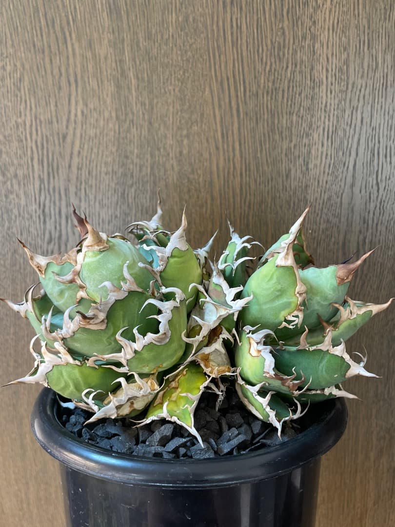 アガベ　チタノタ　オテロイ　カリフォルニア産　2頭　ダブルヘッド　多頭