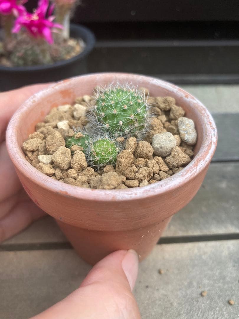 サボテン アルビフローラhyb オレンジ花 抜き苗