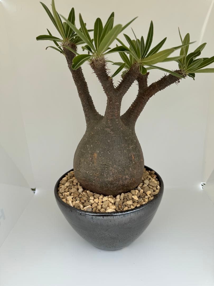 パキボディウムグラキリス