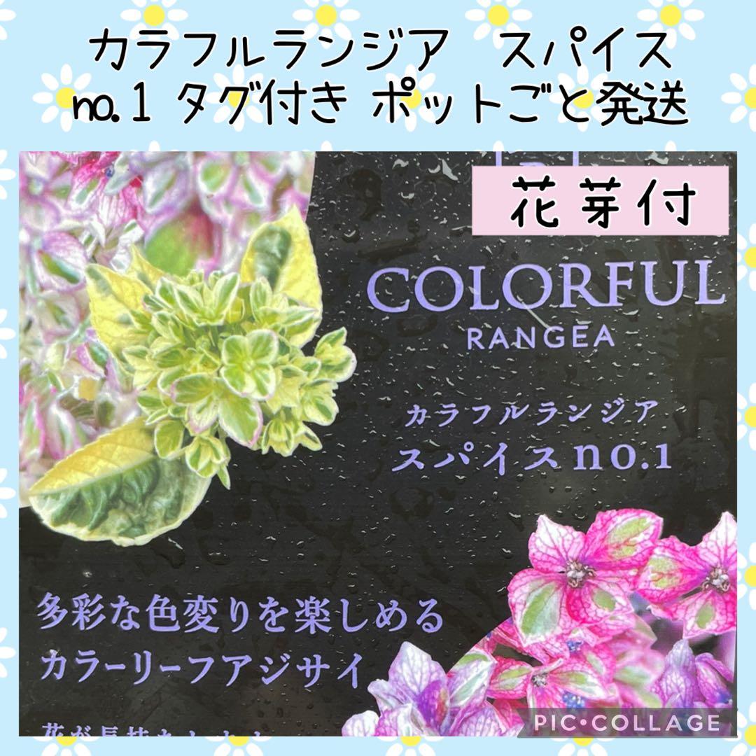 【花苗】カラフルランジア　スパイス　no.1 花芽付き　斑入り　ポットごと発送