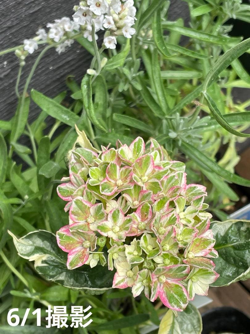 【花苗】カラフルランジア　スパイス　no.1 花芽付き　斑入り　ポットごと発送