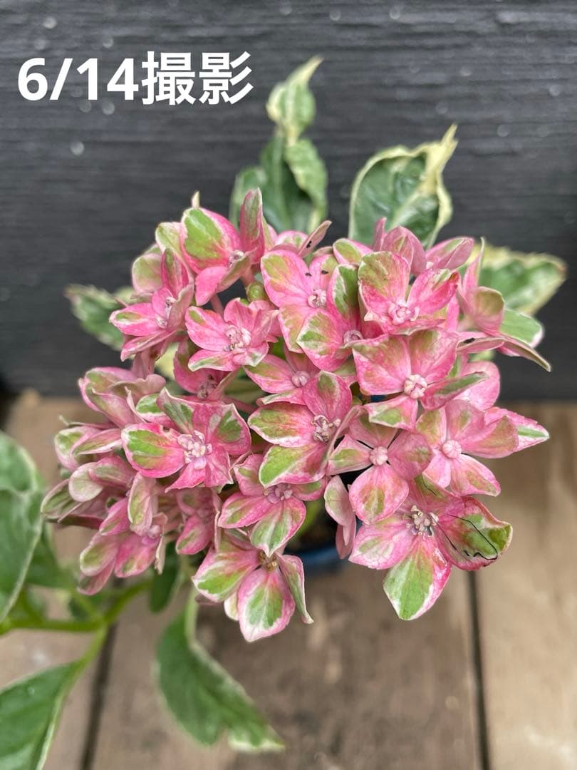 【花苗】カラフルランジア　スパイス　no.1 花芽付き　斑入り　ポットごと発送