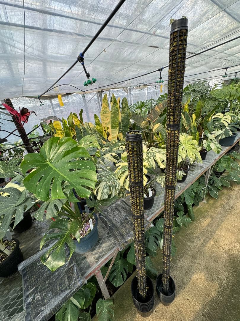 モスポール　水苔入り済 生産プロの秘訣　植物用上り棒180本まとめ29cmサイズ